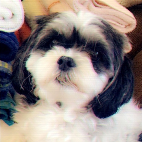 Meet your Posher, Breana - Picture 2 of 2